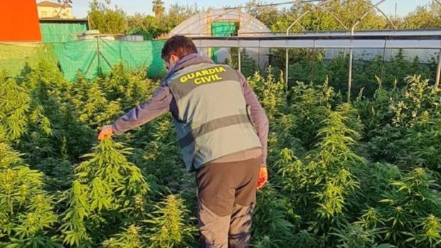 Dos detenidos por el cultivo de 400 plantas de marihuana en una finca de Marchena