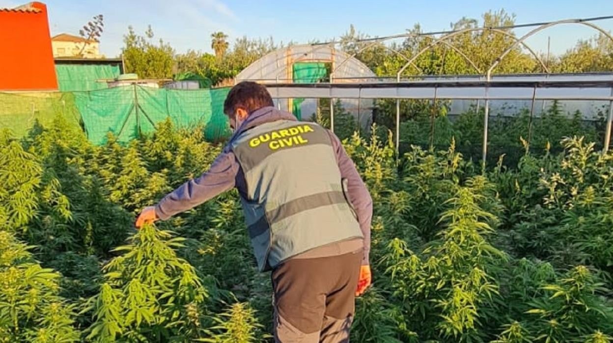 Plantaciones de marihuana confiscadas por la Guardia Civil en una finca de Marchena