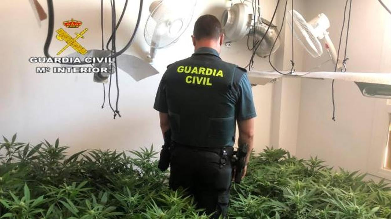 Algunas de las plantas de marihuana intervenidas por la Guardia Civil en un piso en Lebrija