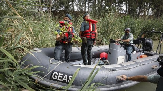 Alerta camalote: La planta invasora resiste en el Guadalquivir