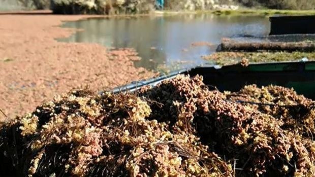 La nueva amenaza verde en la cuenca del Guadalquivir