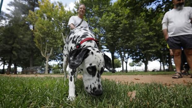 Consejos para mantener a tu perro a salvo del calor