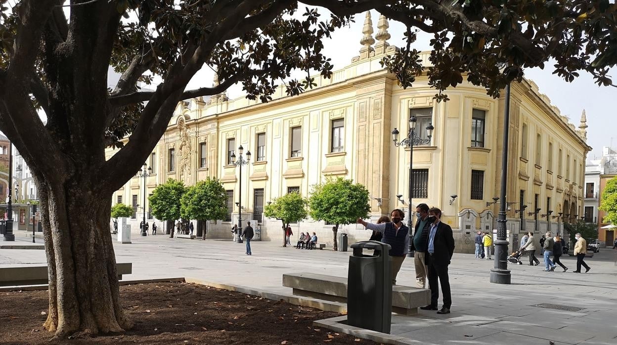 Uno de los árboles singulares de Sevilla es el magnolio de la Catedral