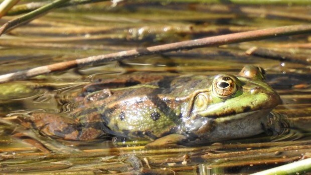 El parque del Alamillo inicia un plan para recuperar los anfibios autóctonos