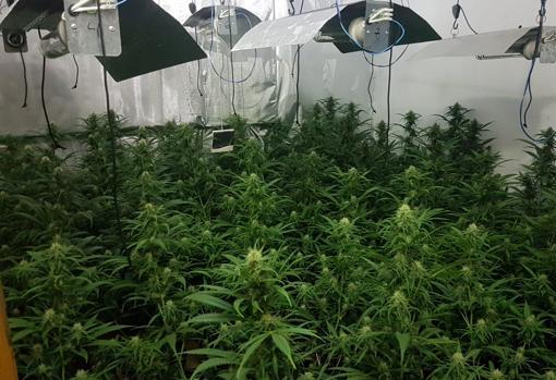 Plantación de marihuana en un piso del Polígono Sur