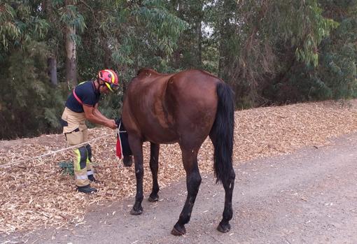 Un bombero cuida al caballo tras el rescate