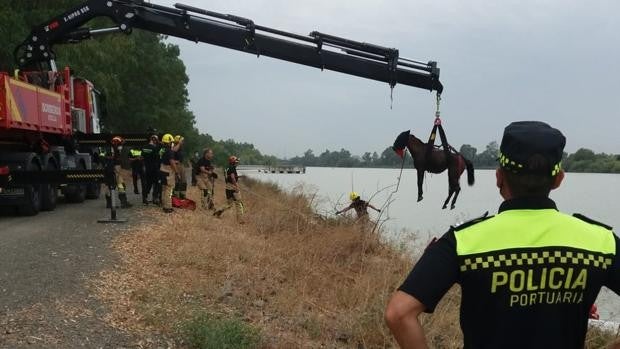 Rescatan con una grúa a un caballo en Sevilla que se quedó atrapado en el río tras la subida de la marea