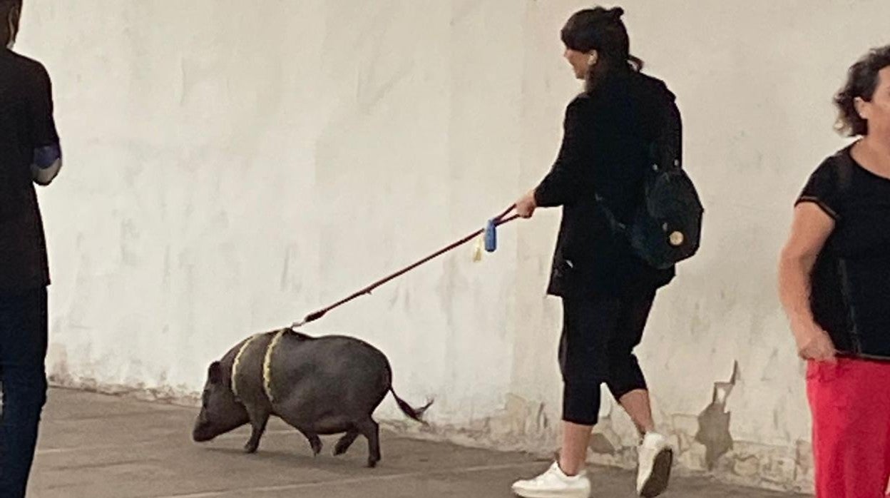 Una mujer pasea un cerdo vietnamita este viernes en la Barqueta