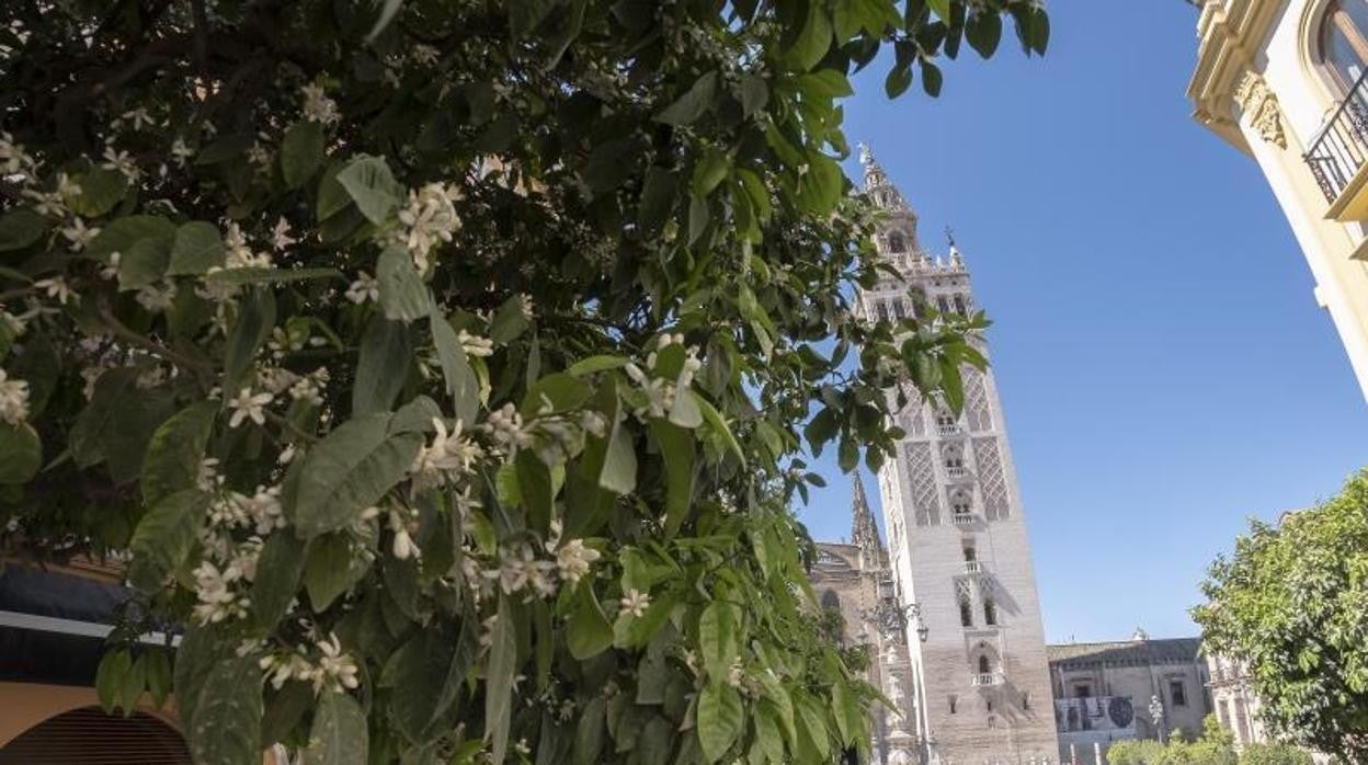 Una imagen de Sevilla