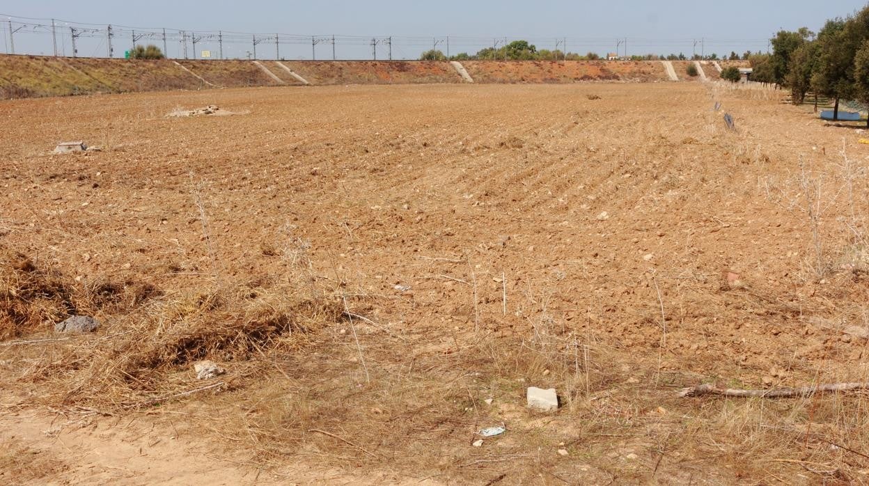 Terrenos de la UPO donde se ubicará la planta