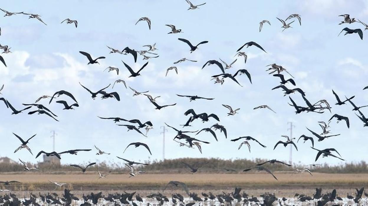 Aves en Isla Mayor