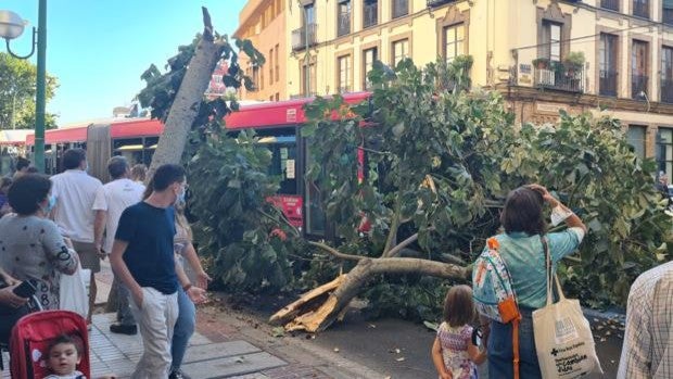 La caída de un árbol de gran porte corta el tráfico de la Ronda Histórica de Sevilla