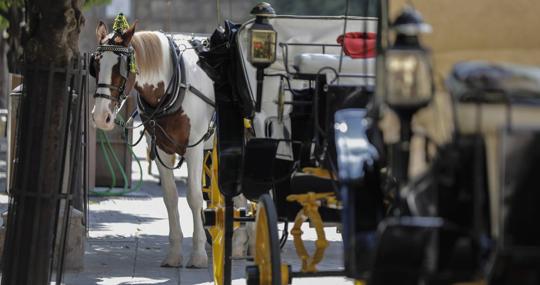 Coches de caballos en el entorno de la Catedral de Sevilla