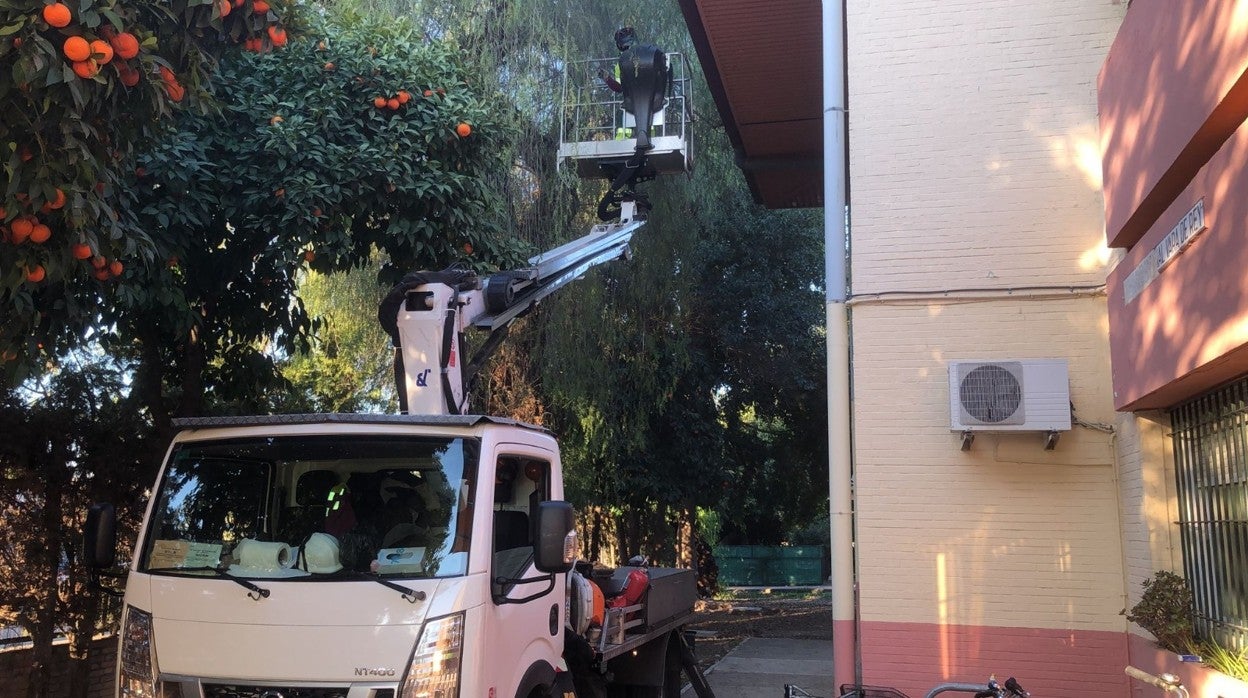 Los trabajos de recogida de la naranja amarga en las calles de Sevilla