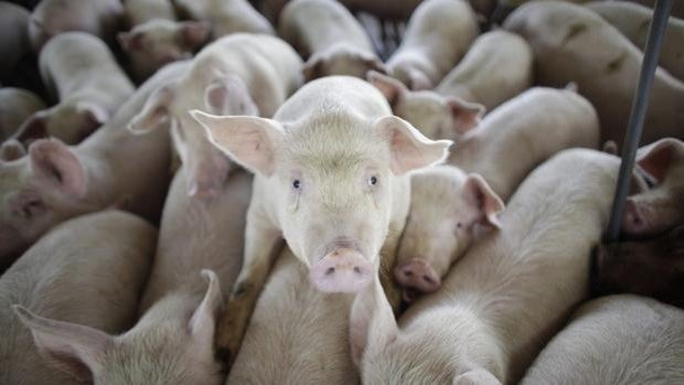No todo es covid-19: la peste porcina africana amenaza a Europa