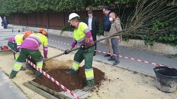 El Ayuntamiento de Sevilla ha completado el 60% de las plantaciones de árboles de 2022