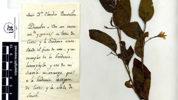 El Herbario de la Universidad de Sevilla guarda casi 12.000 plantas históricas