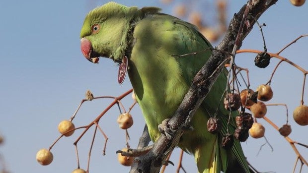 El plan municipal para eliminar las cotorras de Kramer en Sevilla: quitarle los huevos del nido