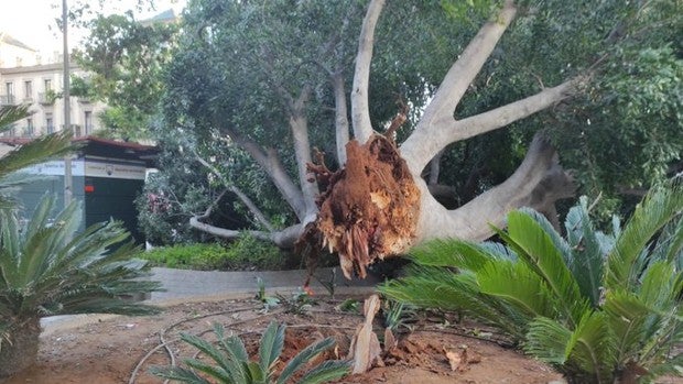 Cae uno de los grandes ficus de la plaza de la Encarnación en el centro de Sevilla