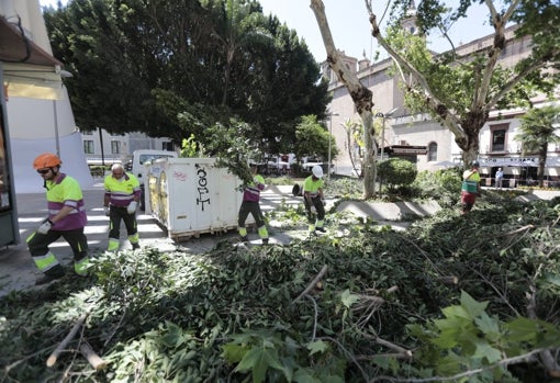 Operarios de Parques y Jardines retiran las ramas podadas del ficus caído y de otros ejemplares