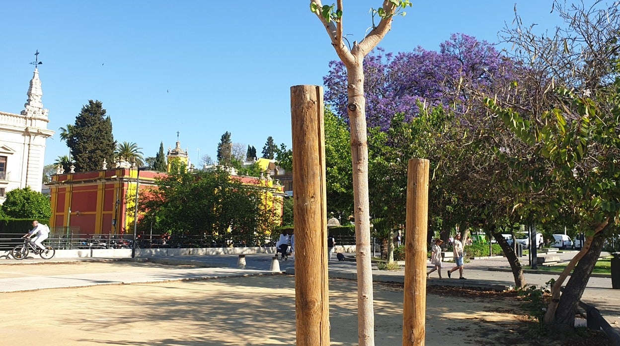 Prevén plantar 12 ejemplares de Albizia julibrissin, 11 de Erythrina caffra, 5 de Bauhinia variegata, 2 naranjos y una jacaranda