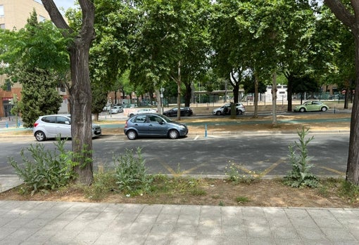 Cardos borriqueros de un metro de altura en Los Bermejales