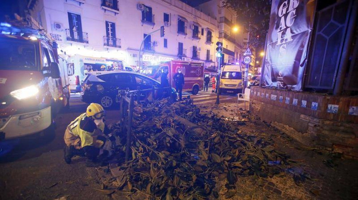 Actuación de los bomberos tras la caída de una de las ramas del ficus en 2021