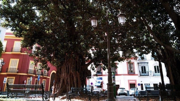 El Ayuntamiento toma medidas para vigilar los ficus de la Encarnación, el Museo y Cristo de Burgos