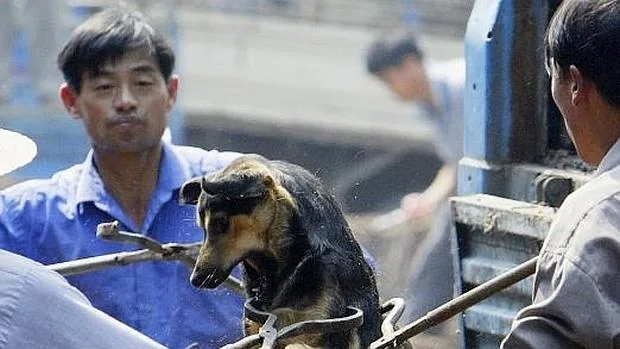 En China todavía no existe una ley de protección animal