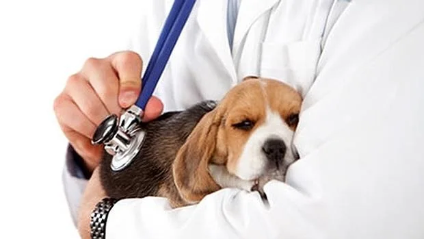 Cómo evitar el síndrome de dilatación gástrica en nuestros perros