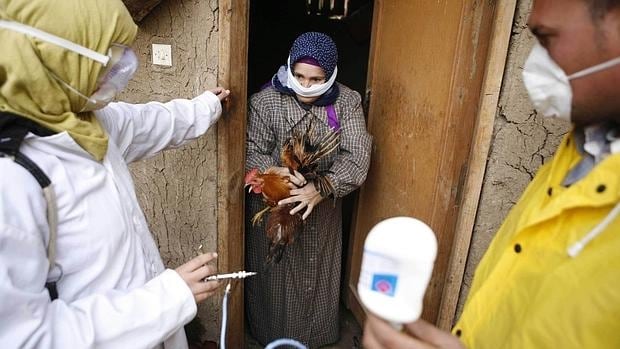 Una mujer entrega su gallina a los servicios médicos después de un brote de gripe aviar en Egipto