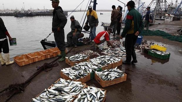 Descarga de pescado en el puerto marroquí de Agadir