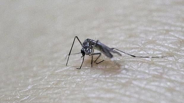 El mosquito Aedes Aegypti es el transmisor del Zika