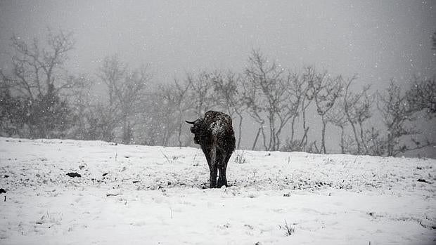 En la foto, una vaca en un prado nevado en el municipio orensano de Montederramo