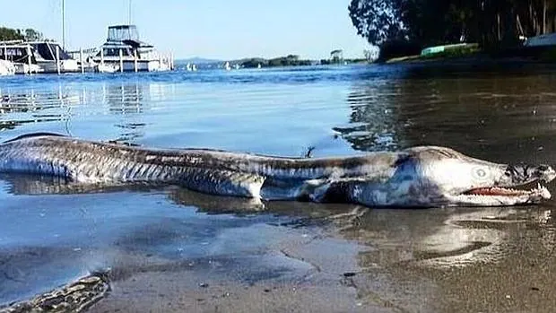 El extraño «monstruo marino» que ha aparecido en Australia