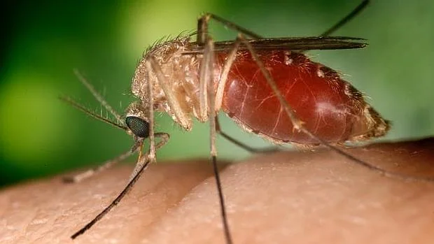 Fotografía de un mosquito común