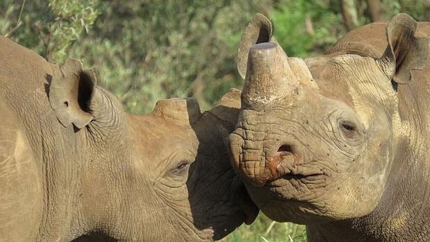 Rinocerontes negros sin cuernos. En algunas zonas se les cortan para que no mueran víctimas de la caza furtiva