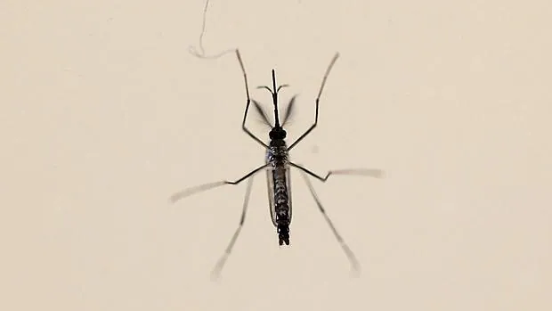 Mosquito «Aedes aegpyti», principal transmisor del zika
