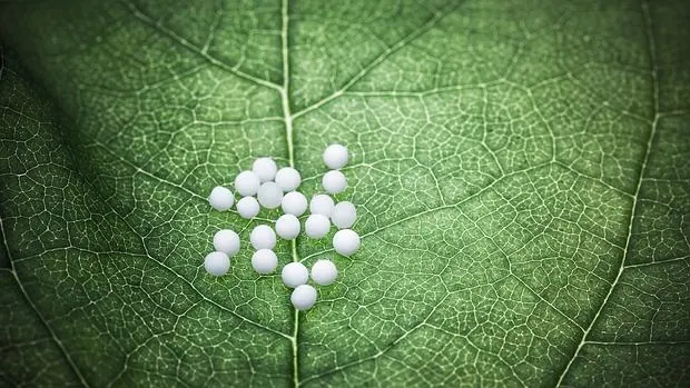Gránulos utilizados en homeopatía