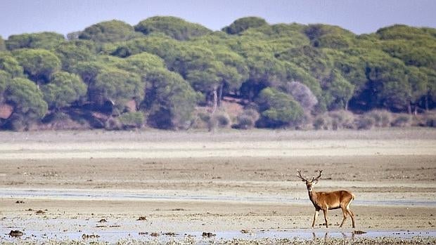 El Parque Natural de Doñana es uno de los 114 sitios naturales declarado patrimonio mundial de la humanidad