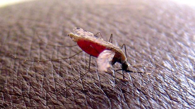 El mosquito anopheles que transmite la malaria, incoculando el parásito en una víctima