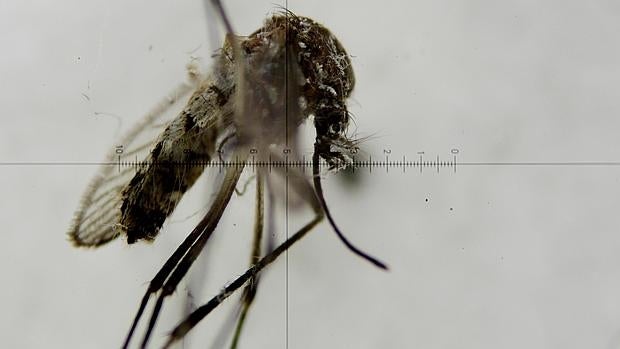 Fotografía a través de un microscopio de un mosquito Aedes aegypti, transmisor del virus del Zika