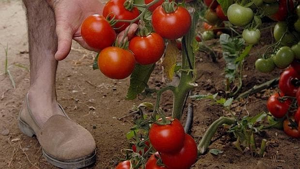 En análisis una partida de tomates de Almería