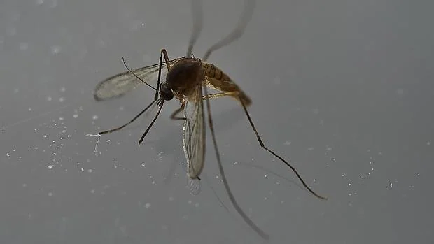 Sanidad eleva a 113 los casos de Zika en España