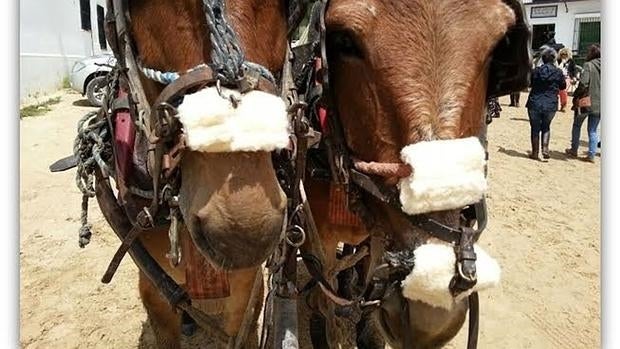 Mueren 13 caballos durante la romería del Rocío