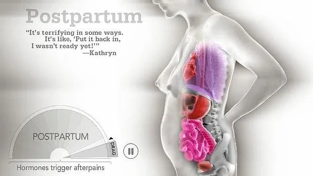 El increíble GIF que muestra los cambios que sufre el cuerpo de la mujer durante el embarazo