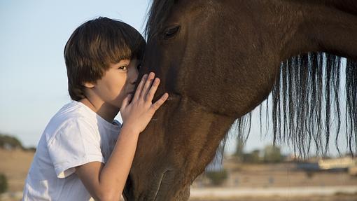 Los caballos son animales muy sociables y muy curiosos