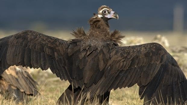 Buitre negro en el Parque Nacional de la Sierra de Guadarrama