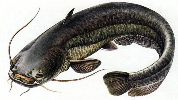 Siluro, especie en expansión para la pesca deportiva