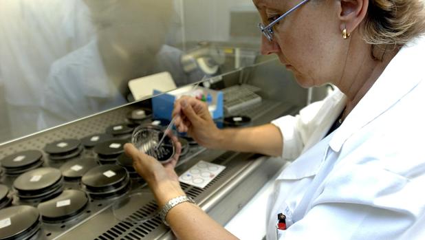 Una científica analiza en los laboratorios de la Dirección General de Salud del Gobierno de Aragón una muestra recogida en las torres de refrigeración del centro de Zaragoza en busca del foco de legionela.